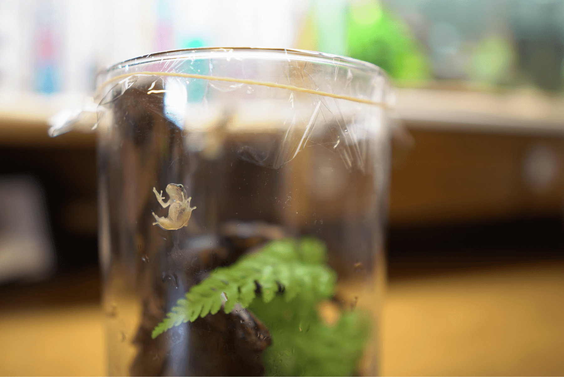 生物实验